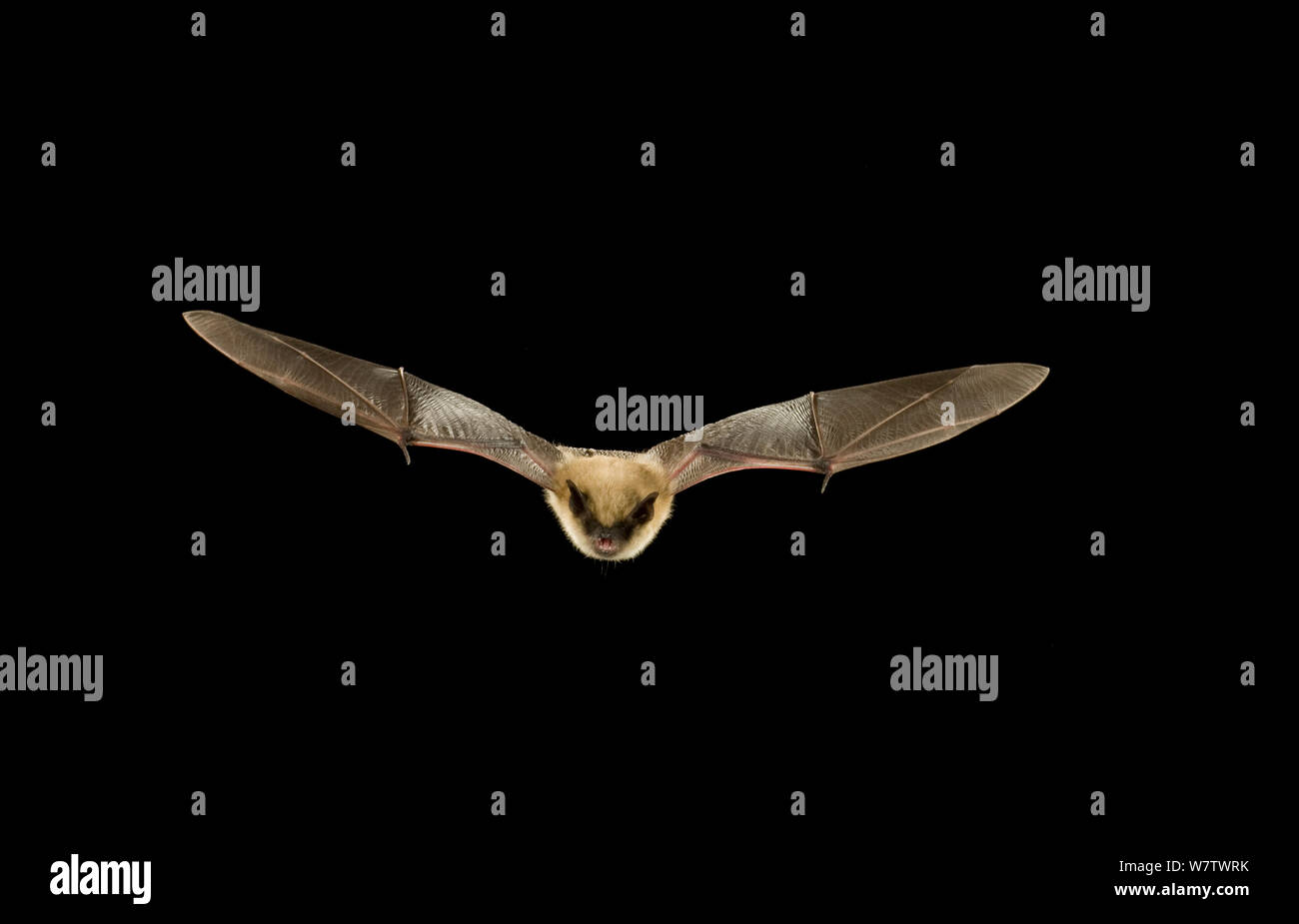 Western small-footed bat / myotis (Myotis ciliolabrum) in flight at night, Kaibab National Forest, Arizona, USA, July. Stock Photo