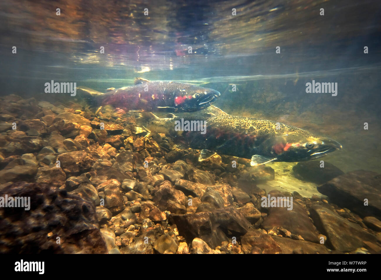 Female Coho salmon (Oncorhynchus kisutch) (right) guarding redd / nest site with male hovering nearby to keep other competing males from fertilizing the eggs, Thompson Creek, Oregon Coast, USA, December. Stock Photo