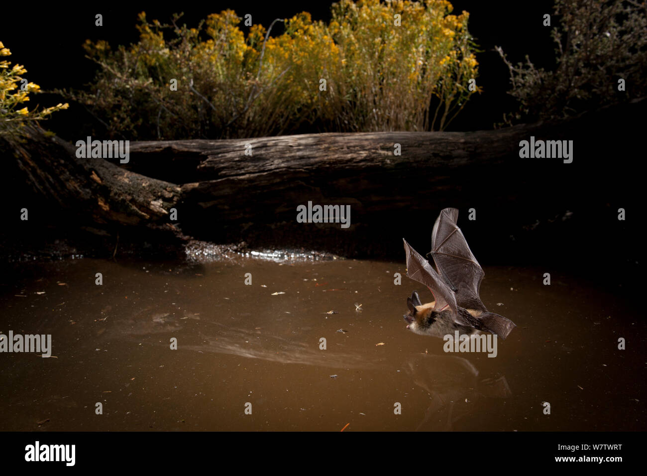 Myotis bat flying hunting over small watering hole in the high-desert of Central Oregon, USA, September. Stock Photo