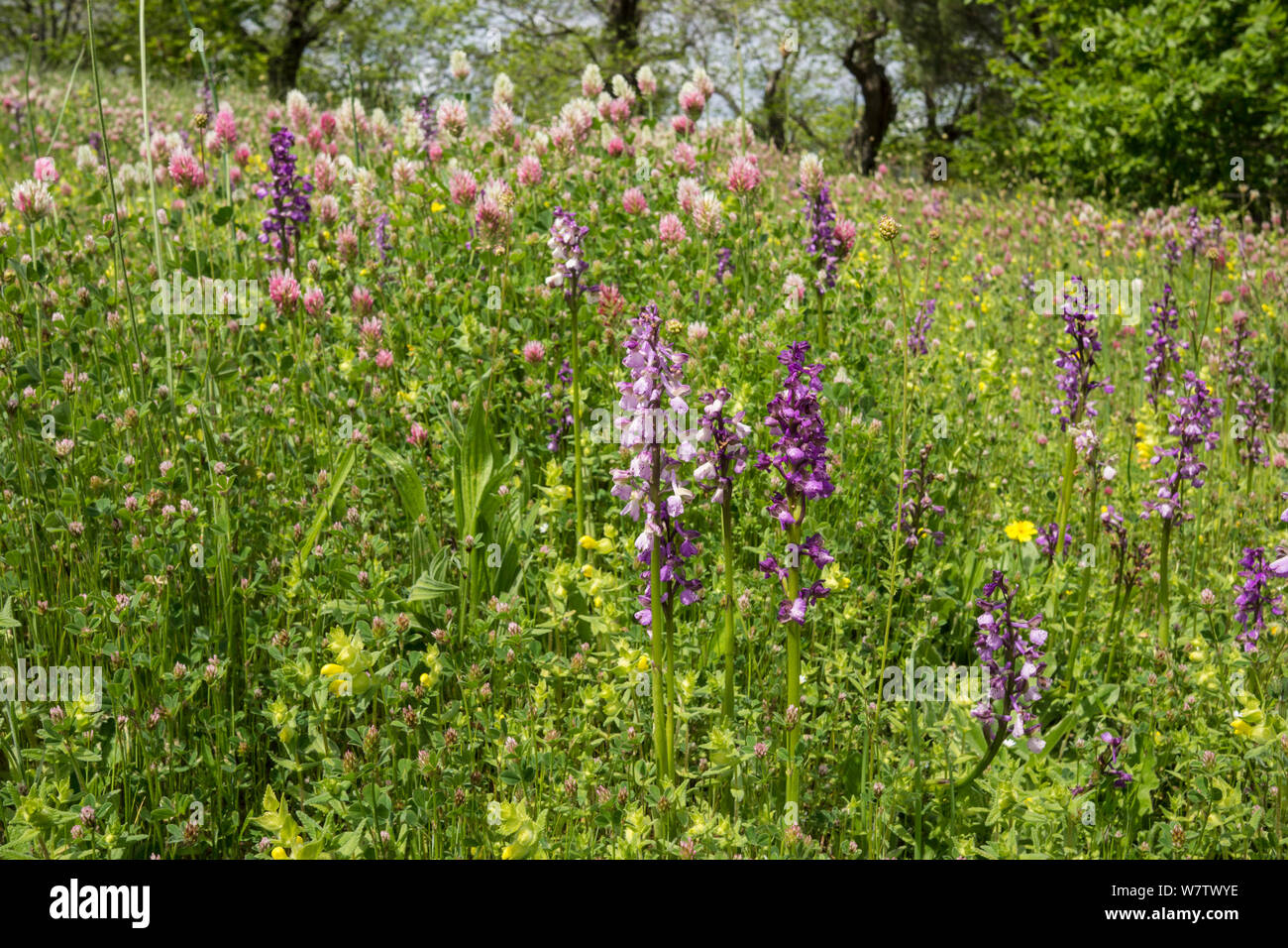 Green-winged orchids (Anacamptis morio) in flower, Mount Amiata, Tuscany, Italy, May. Stock Photo