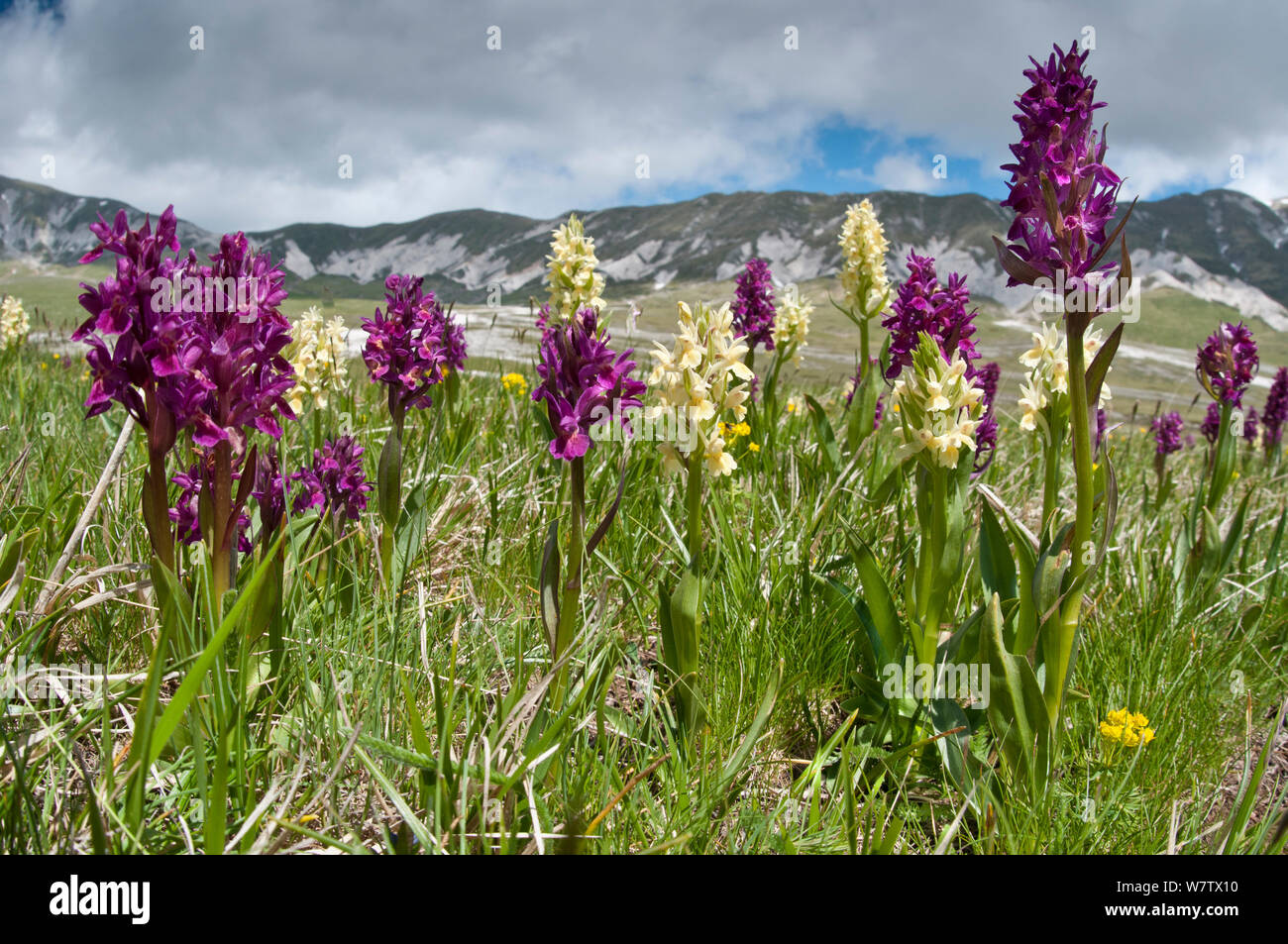 Elderflower orchid (Dactylorhiza sambucina) in its two colour forms on Campo Imperatore, Gran Sasso, Appennines, Abruzzo, Italy. May. Stock Photo