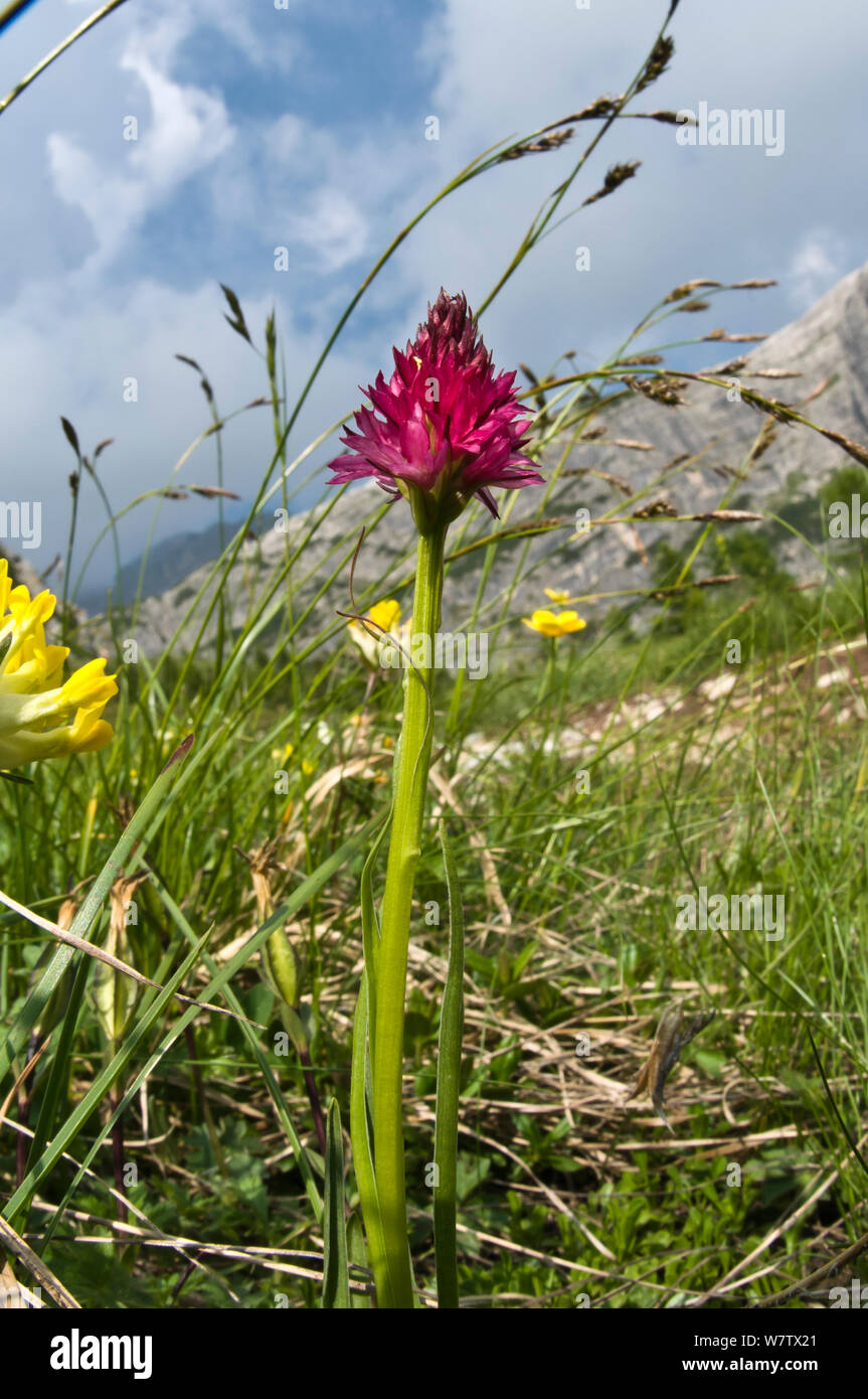 Red Vanilla orchid (Nigritella rubra ssp rubra) in alpine grasslands. Madonna di Campiglio, Trento, Italy, July. Stock Photo