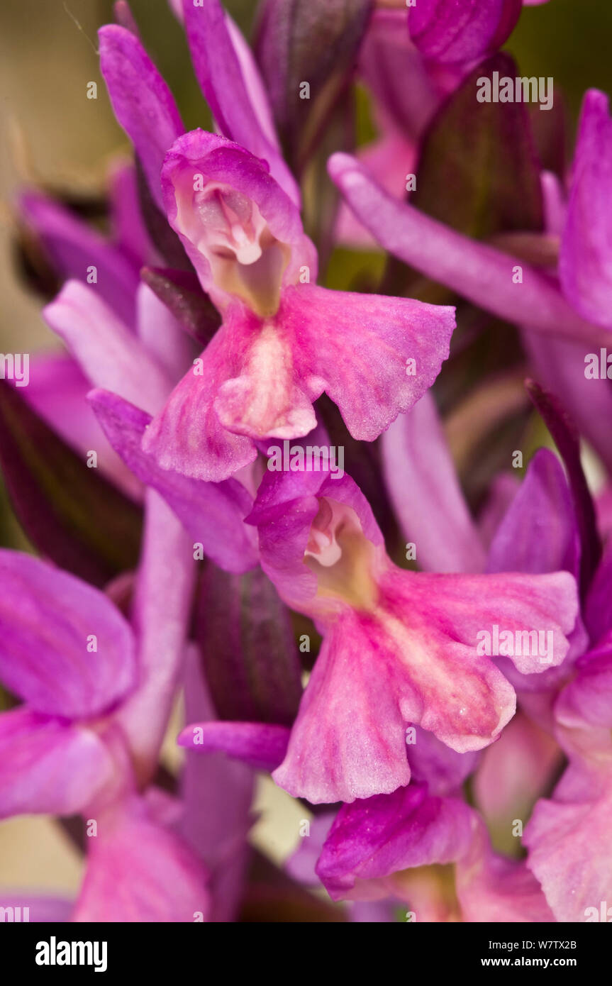 Roman Orchid (Dactylorhiza romana) magneta colour form, near Canepina, Mount Cimino, Viterbo, Lazio, Italy April. Stock Photo