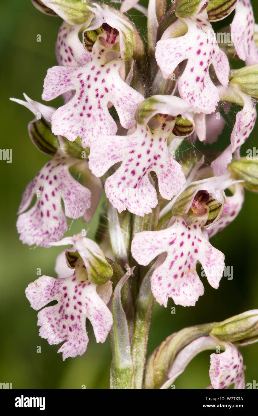 Milky Orchid (Orchis lactea / Neotinea lactea) limestone species, Uccellini Hills, Tuscany, Italy. April. Stock Photo