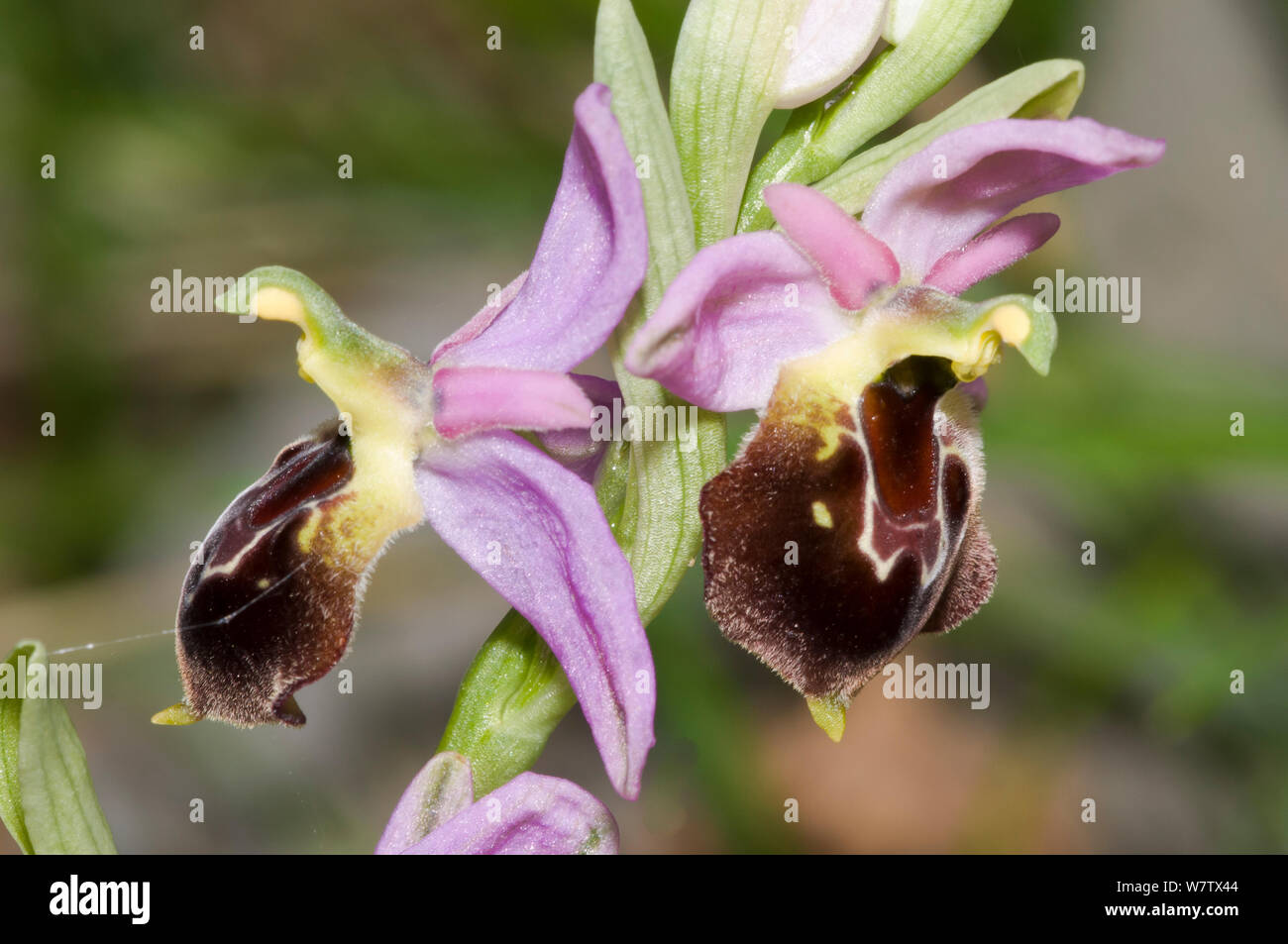 Shield Ophrys (Ophrys argolica biscutella / Ophrys crabronifera biscutella) restricted to Gargano and mountain regions in S Italy. Monte St Angelo, Gargano, Puglia, Italy. April Stock Photo