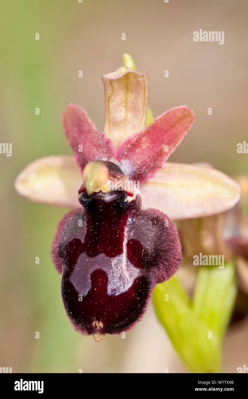 Ophrys hybrid of Sawfly orchid (Ophrys tenthredinifera) and Dark ophrys (Ophrys passionis) Ruggiano, Gargano, Puglia, Italy, April. Stock Photo