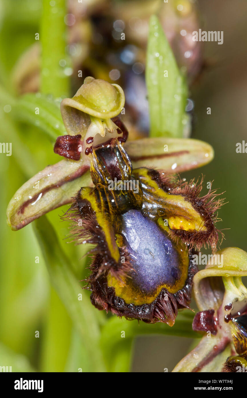 Mirror Orchid (Ophrys ciliata / Ophrys speculum) near Grotte di castro, Lazio, Italy, April. Stock Photo