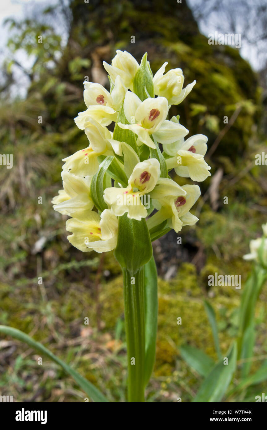 The Island Marsh Orchid (Dactylorhiza insularis) endemic to coastal Italy, Mount Amiata. Tuscany, Italy April 2010 Stock Photo