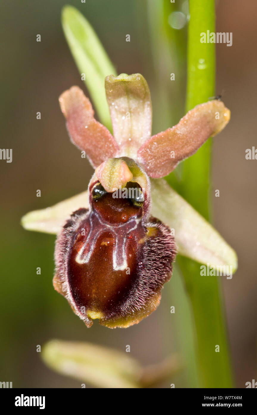 Small Spider Orchid (Ophrys araneola ssp virescens) Torrealfina, Orvieto, Umbria, Italy, April. Stock Photo
