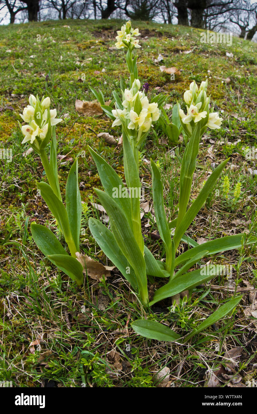 Island Marsh Orchid (Dactylorhiza insularis) endemic to coastal Italy, Mount Amiata. Tuscany, Italy, April. Stock Photo