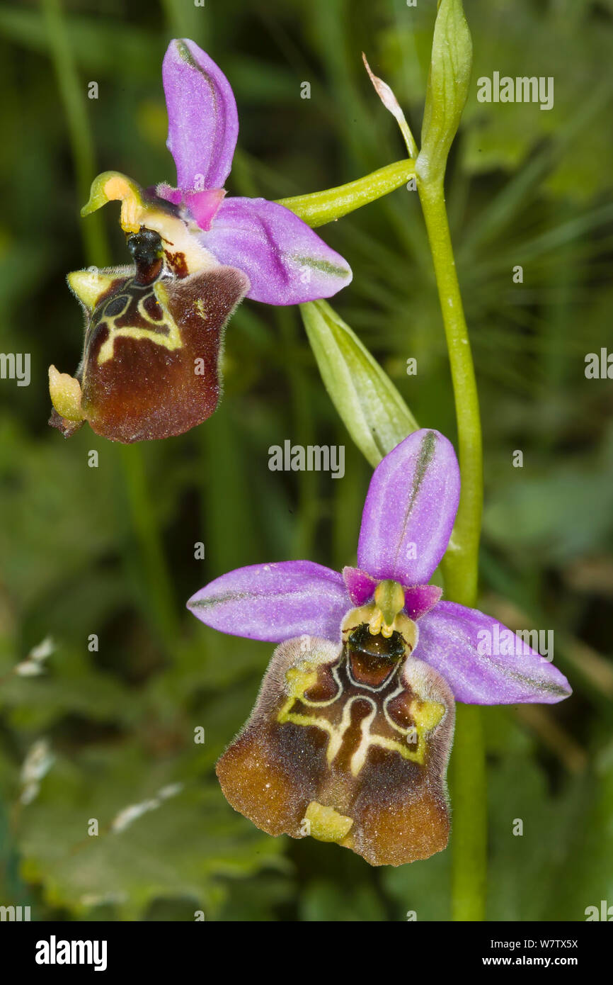 Bianca's Ophrys (Ophrys biancae) a rare and local Sicilian endemic.  Ferla, Sicily, Italy, May. Stock Photo