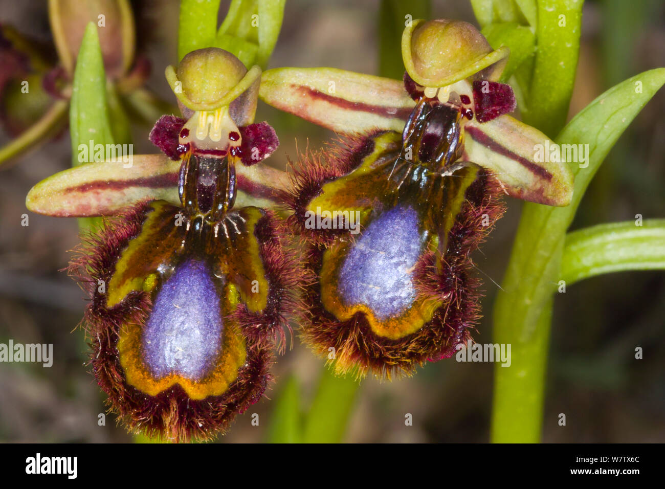Mirror Orchid (Ophrys ciliata / Ophrys speculum) near Grotte di Castro, Lazio, Italy, April. Stock Photo