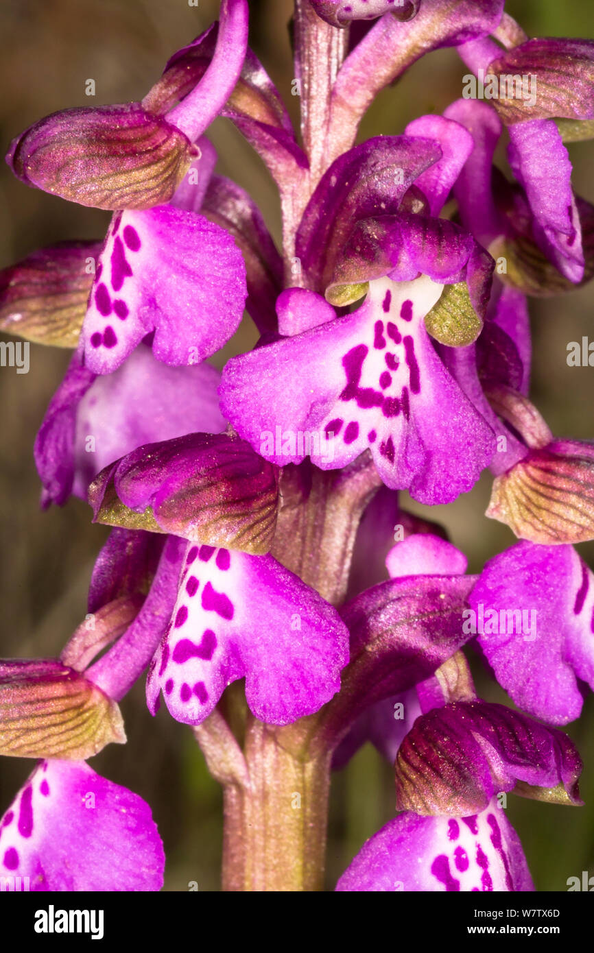 Green Winged orchid (Orchis morio) near Grotte di Castro, Lazio, Italy, April. Stock Photo
