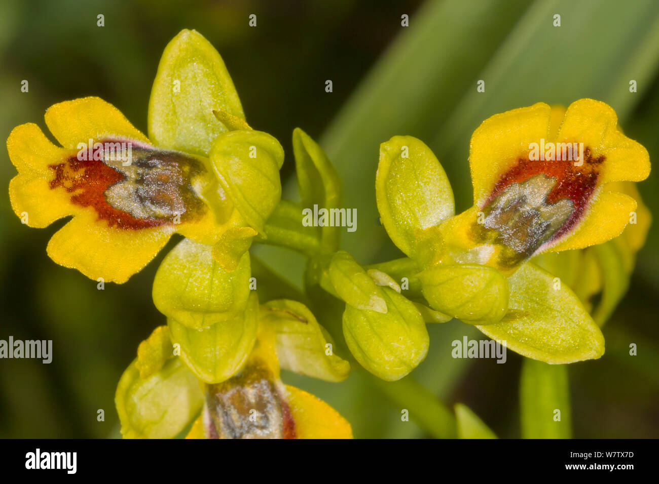 Small yellow Ophrys (Ophrys lutea ssp galilea / Ophrys sicula) Pescia Romana, Orbetello, Lazio, Italy, April. Stock Photo