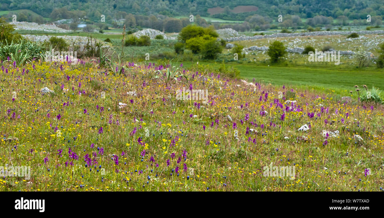 Orchid meadow, with Green-winged orchid (Orchis morio) and Pink butterfly orchids (Orchis papilionacea) predominating near Monte St Angelo, Gargano, Puglia, Italy, April. Stock Photo