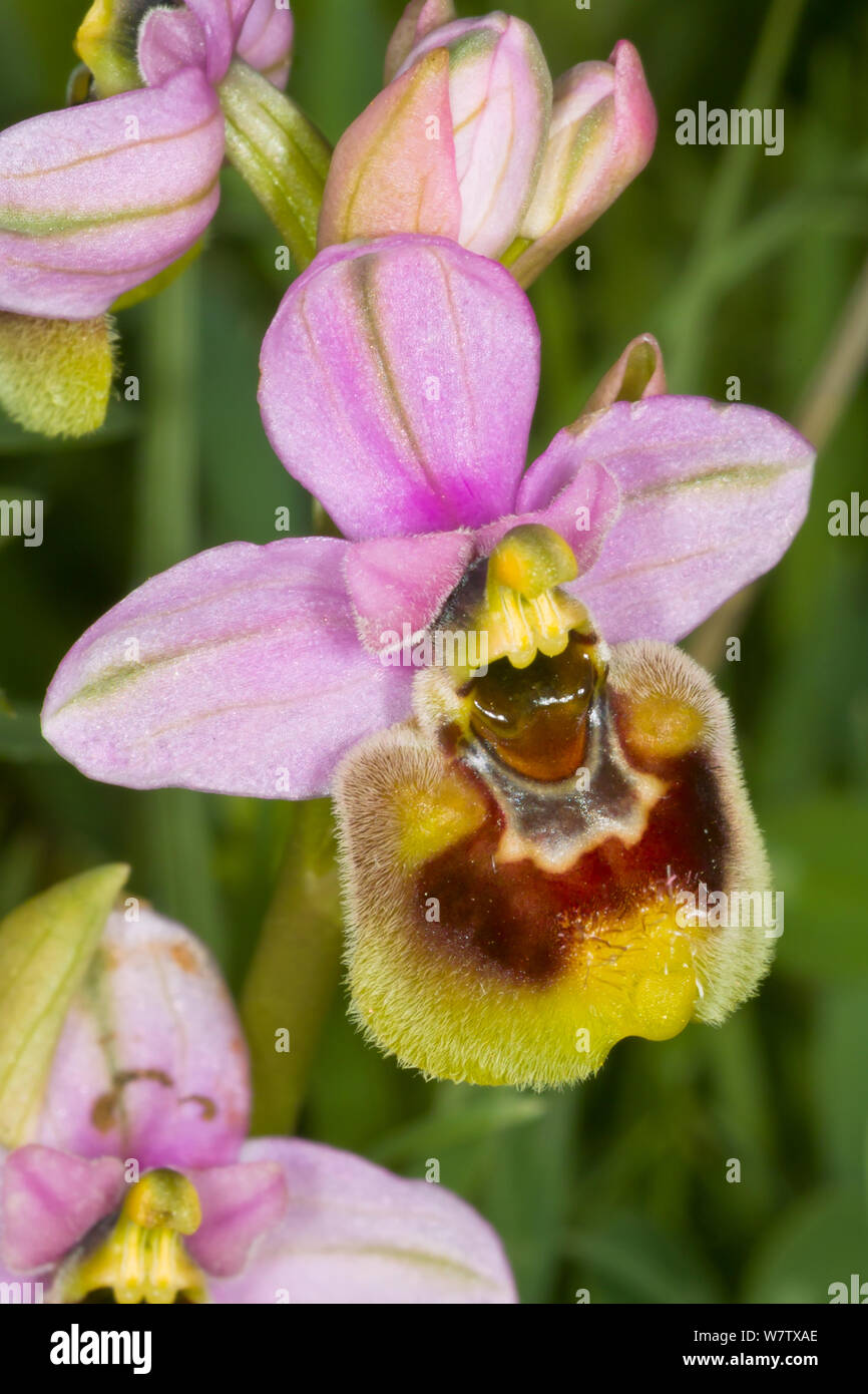 Sawfly Ophrys (Ophrys tenthredinifera) near Ruggiano, Gargano, Puglia, Italy, April. Stock Photo