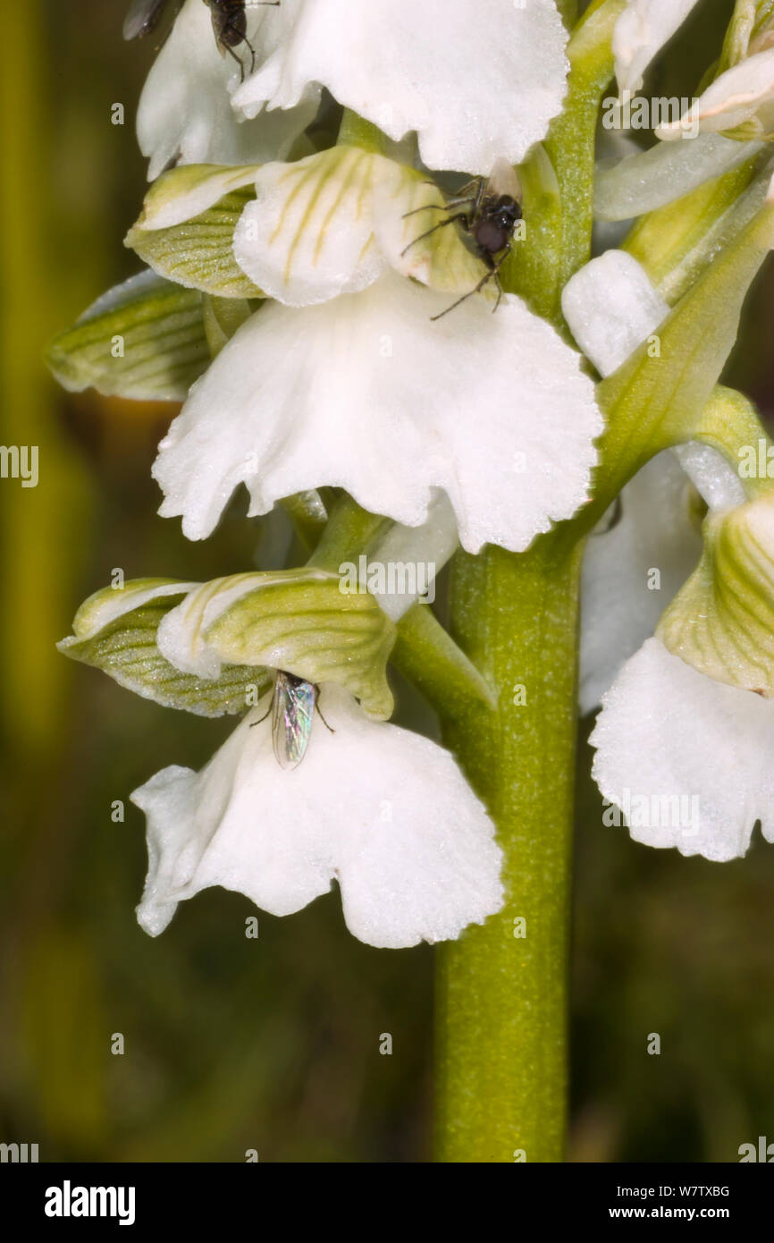 Green Winged orchid (Orchis morio var alba) albino form, Monte St Angelo, Gargano, Puglia, Italy, April. Stock Photo