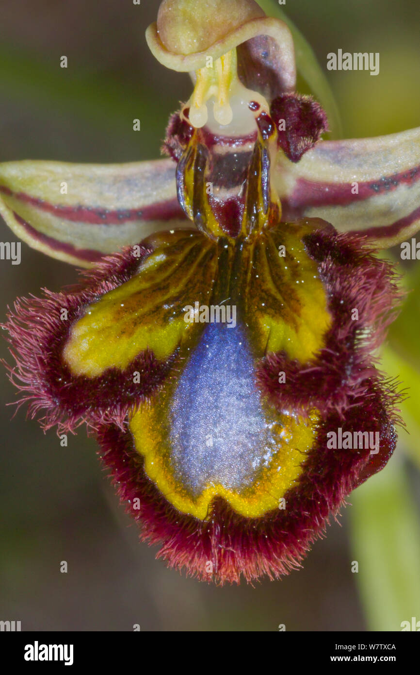 Mirror Orchid (Ophrys ciliata / Ophrys speculum) Ferla, Sicily, Italy, April. Stock Photo