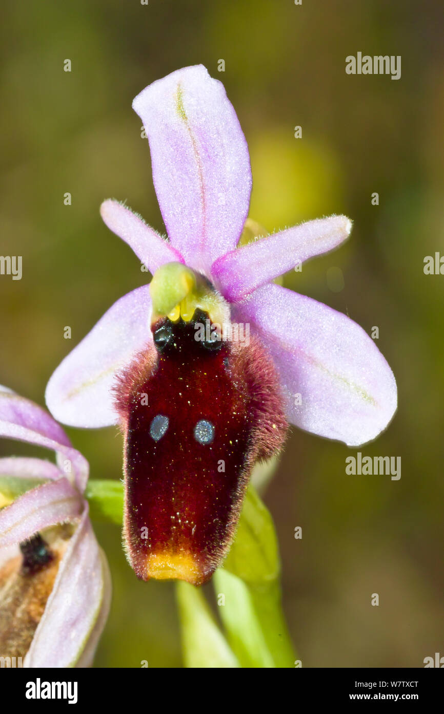 Crescent Ophrys (Ophrys lunulata) a Sicilian endemic, Ferla, Sicily, Italy, April. Stock Photo