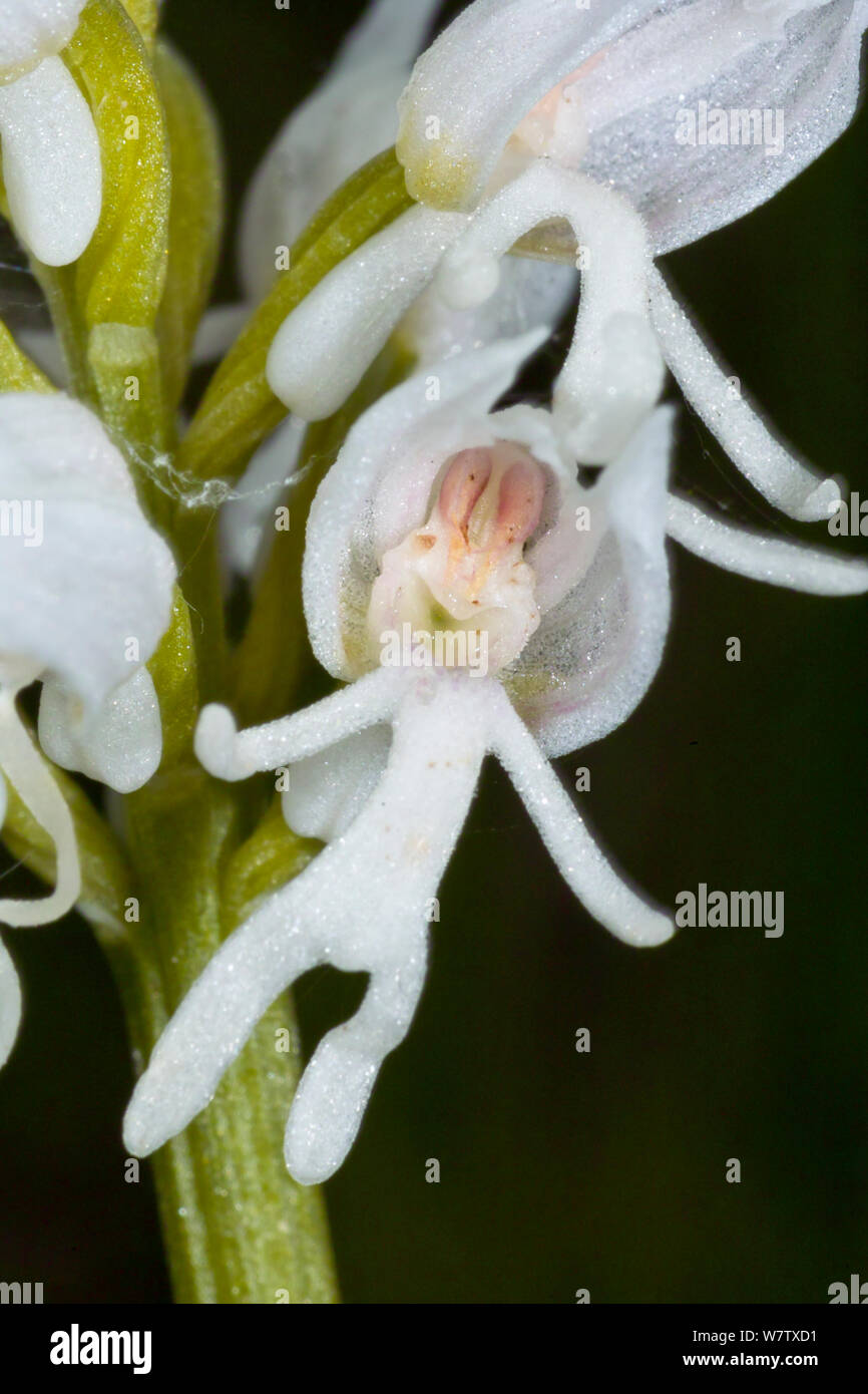 Monkey orchid white form hi-res stock photography and images - Alamy