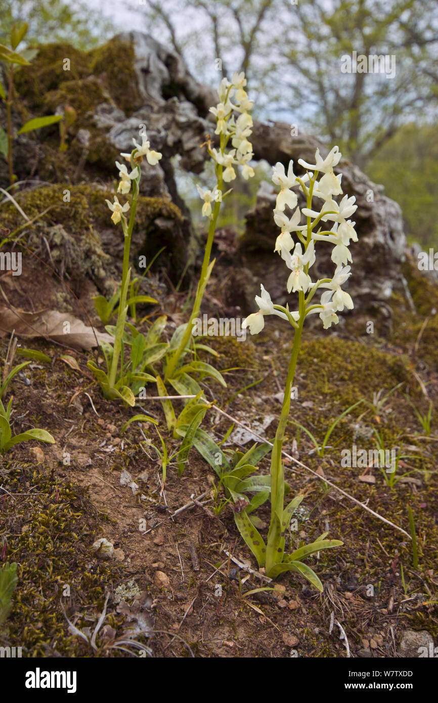 Provence Orchid (Orchis provincialis) in chestnut woods, Mount Cimino near Viterbo, Lazio, Italy, May. Stock Photo
