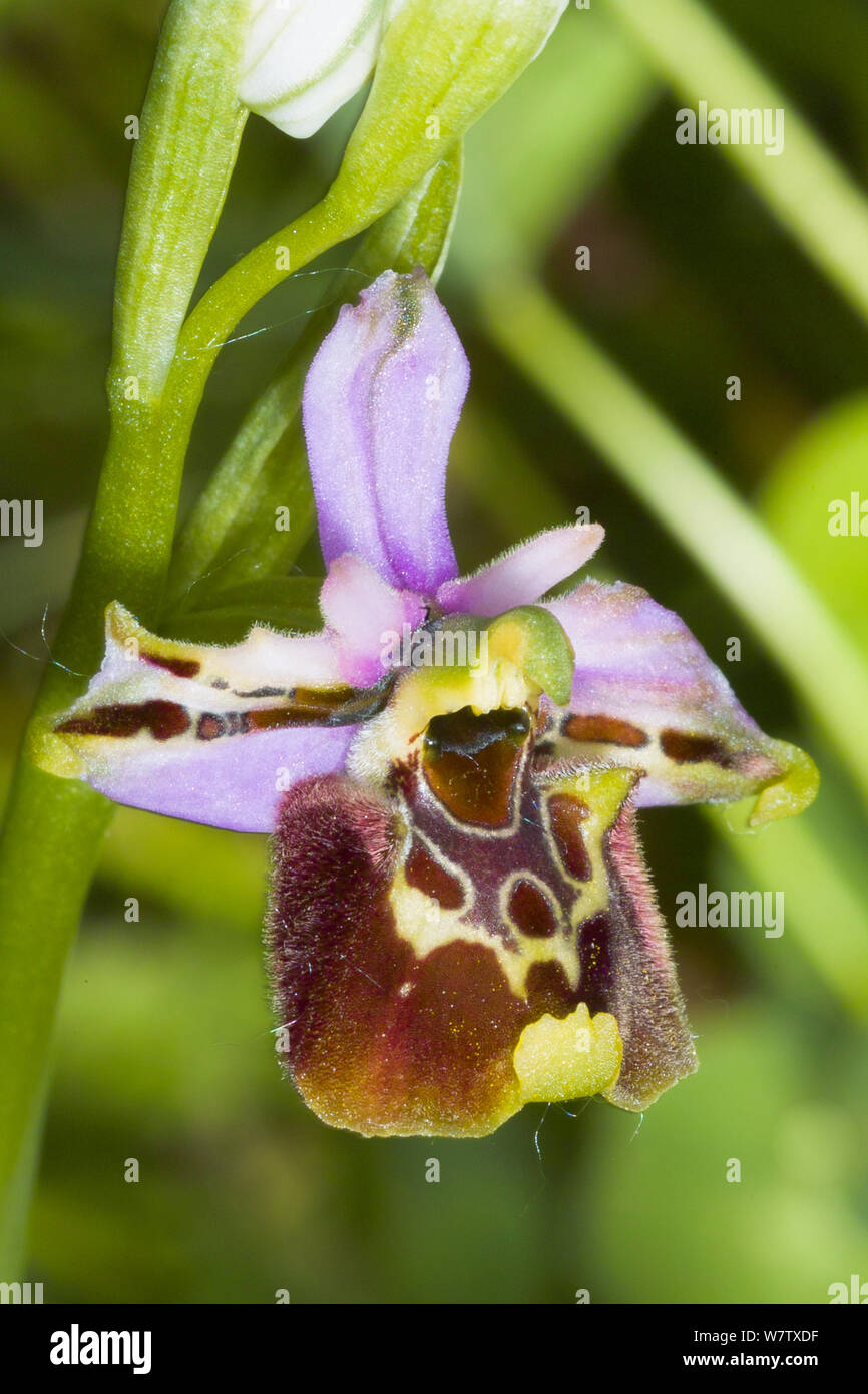 Late Spider Orchid (Ophrys fuciflora) Preci near Norcia, Umbria. Italy, May. Stock Photo