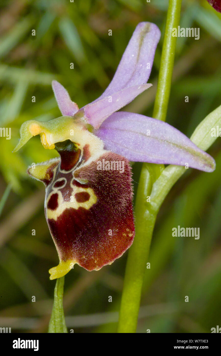 Late Spider Orchid (Ophrys fuciflora) Nera Valley, near Spoleto, Umbria, Italy, May. Stock Photo