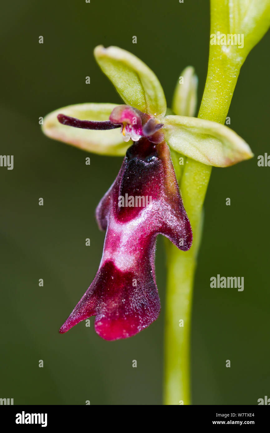 Fly orchid (Ophrys insectifera) near Precis, Umbria, Italy, May. Stock Photo
