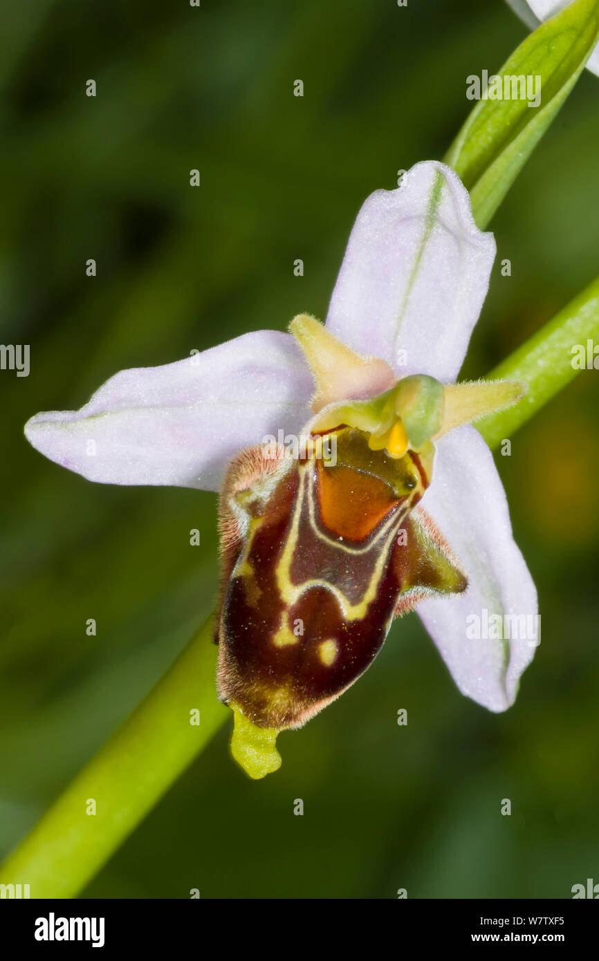 Hybrid Bee orchid (Ophrys albertiana). Hybrid of Late spider orchid (Ophrys fuciflora) and Bee orchid (Ophrys apifera) Sibillini, near Spoleto, Umbria, Italy, June. Stock Photo
