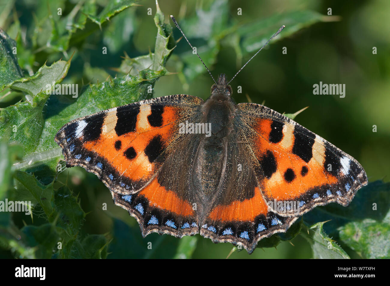 small-tortoiseshell-butterfly-aglais-urtica-causeway-coast-antrim