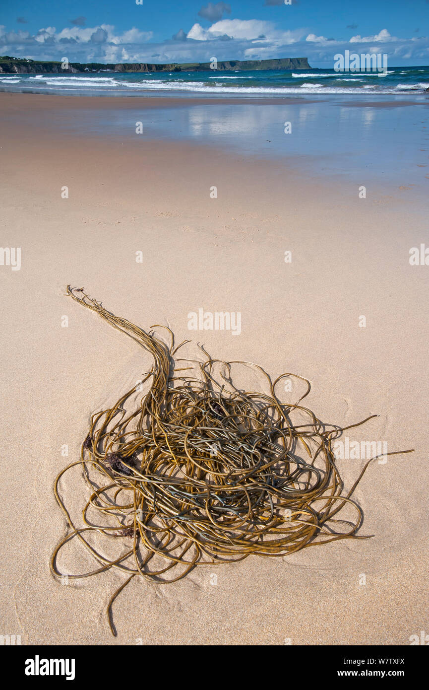 Bootlace Weed (Chorda filum) on beach, Causeway coast, Antrim county, Northern Ireland, UK, September. Stock Photo