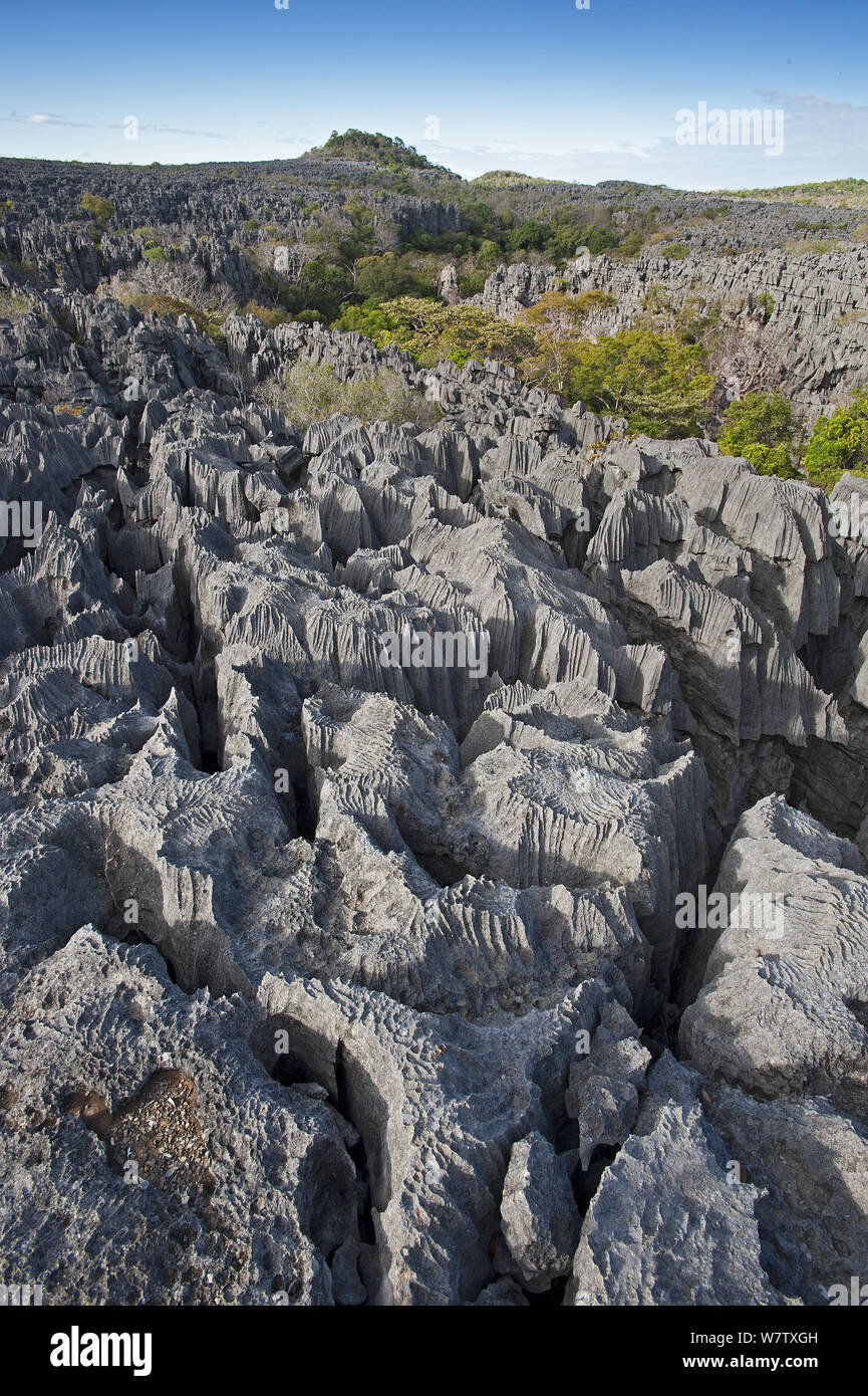 Tsingy - karst limestone formations, Ankarana NP, Madagascar, June 2013. Stock Photo