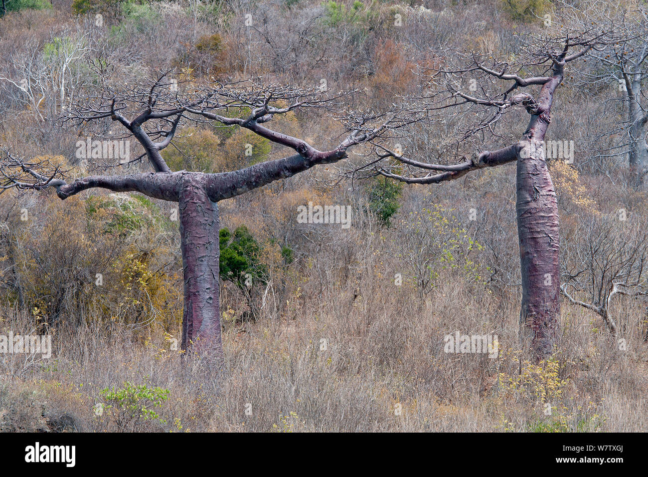 Boabab trees (Adansonia suarezensis), Ramena, Madagascar. Stock Photo