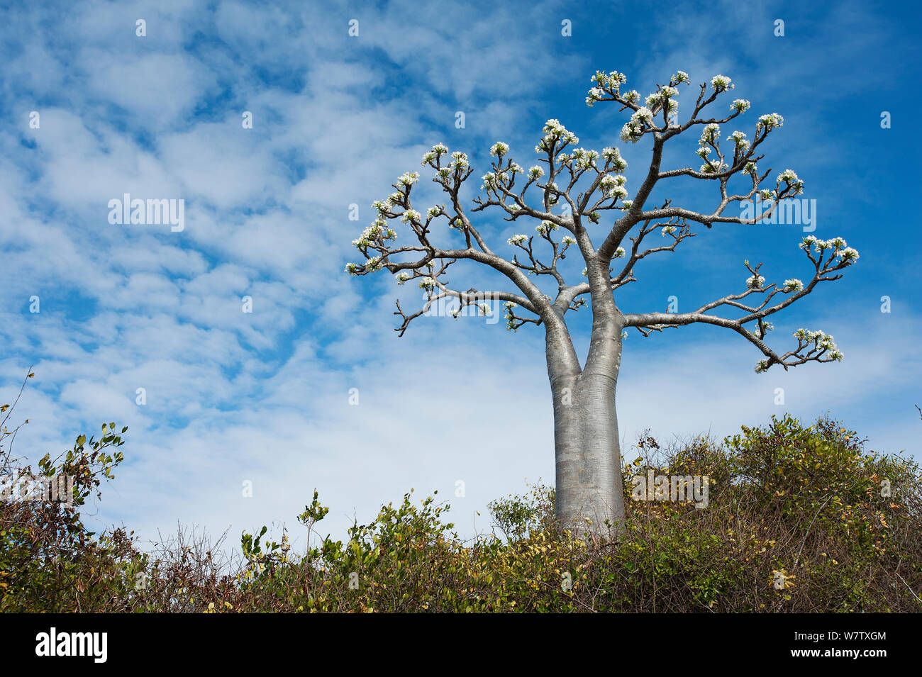 Succulent tree (Pachypodium rutenbergianum), Ramena, Madagascar Stock Photo