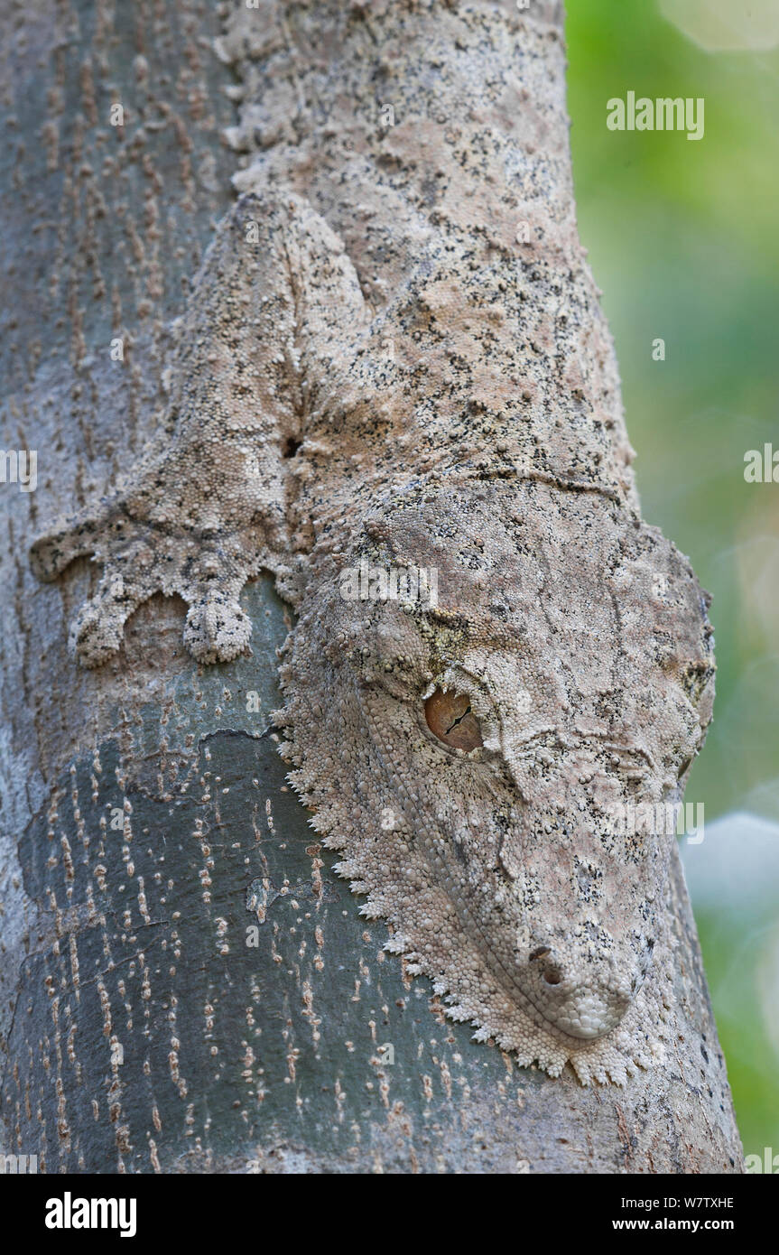 Henkel's Leaf-tailed Gecko (Uroplatus henkeli), Ankarafantsika NP