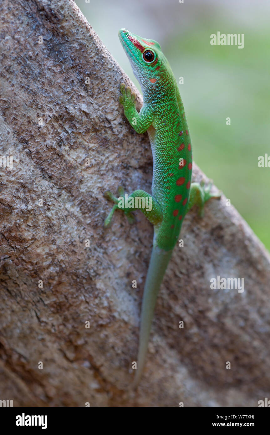 Giant day gecko (Phelsuma madagascariensis madagascariensis), Ankarana NP, Madagascar Stock Photo