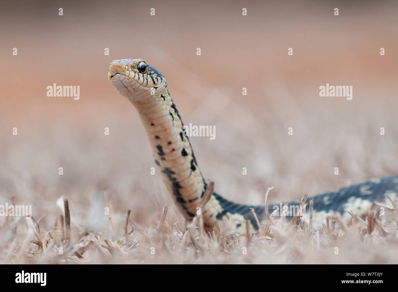 Malagasy Giant Hognose Snake (Leioheterodon madagascariensis), Daraine