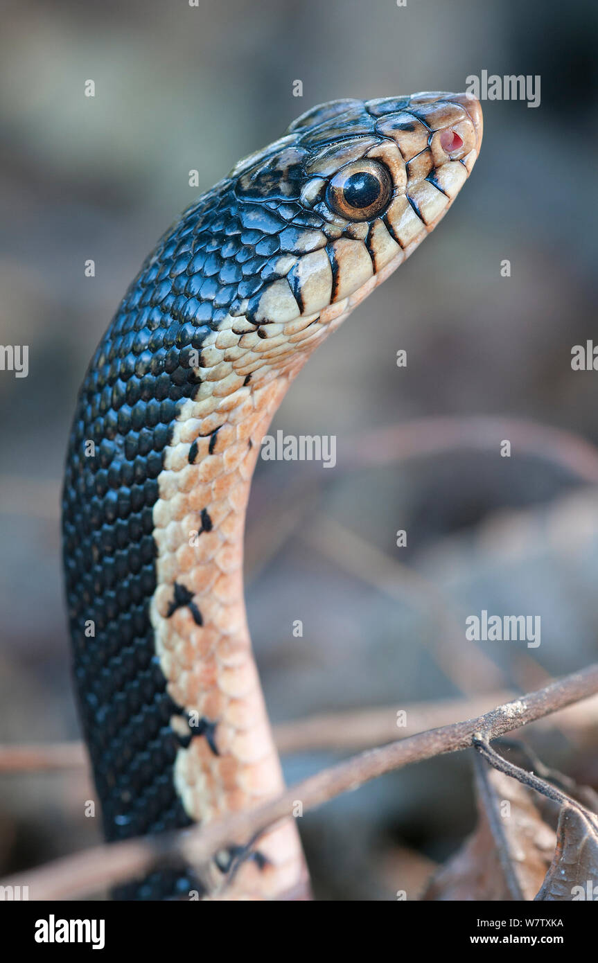 Malagasy Giant Hognose Snake (Leioheterodon madagascariensis) portrait