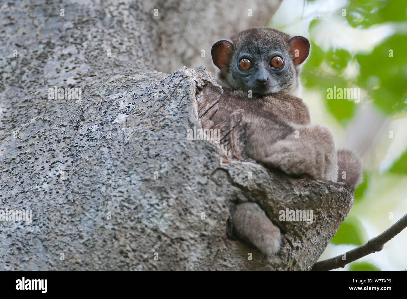 Ankarana Sportive Lemur (Lepilemur ankaranensis) Ankarana NP., Madagascar Stock Photo