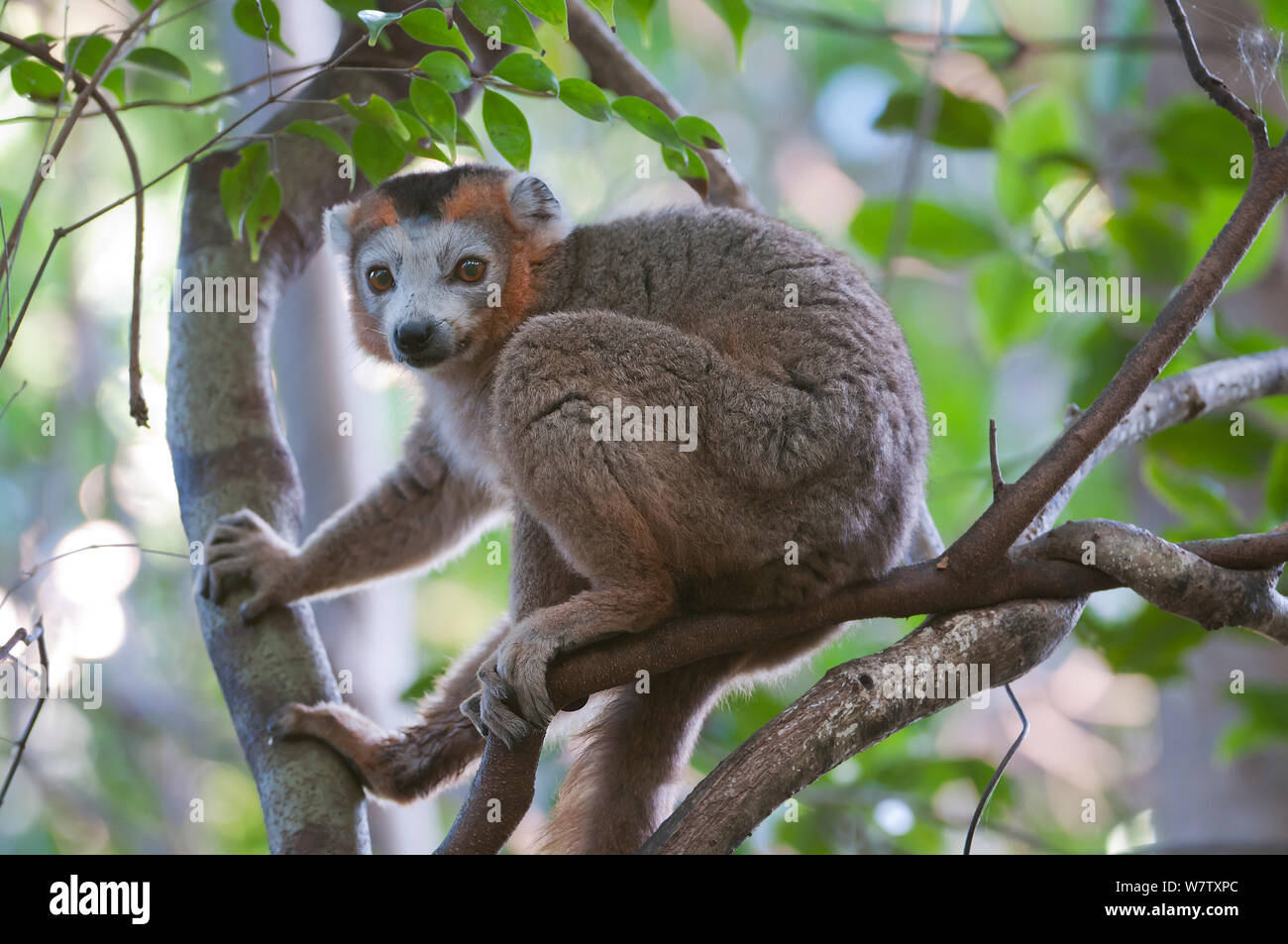 Crowned lemur (Eulemur coronatus) Ankarana NP., Madagascar Stock Photo