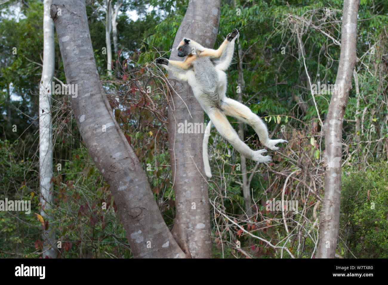Tattersall's sifaka (Propithecus tattersalli) jumping between trees, Daraine, Madagascar Stock Photo