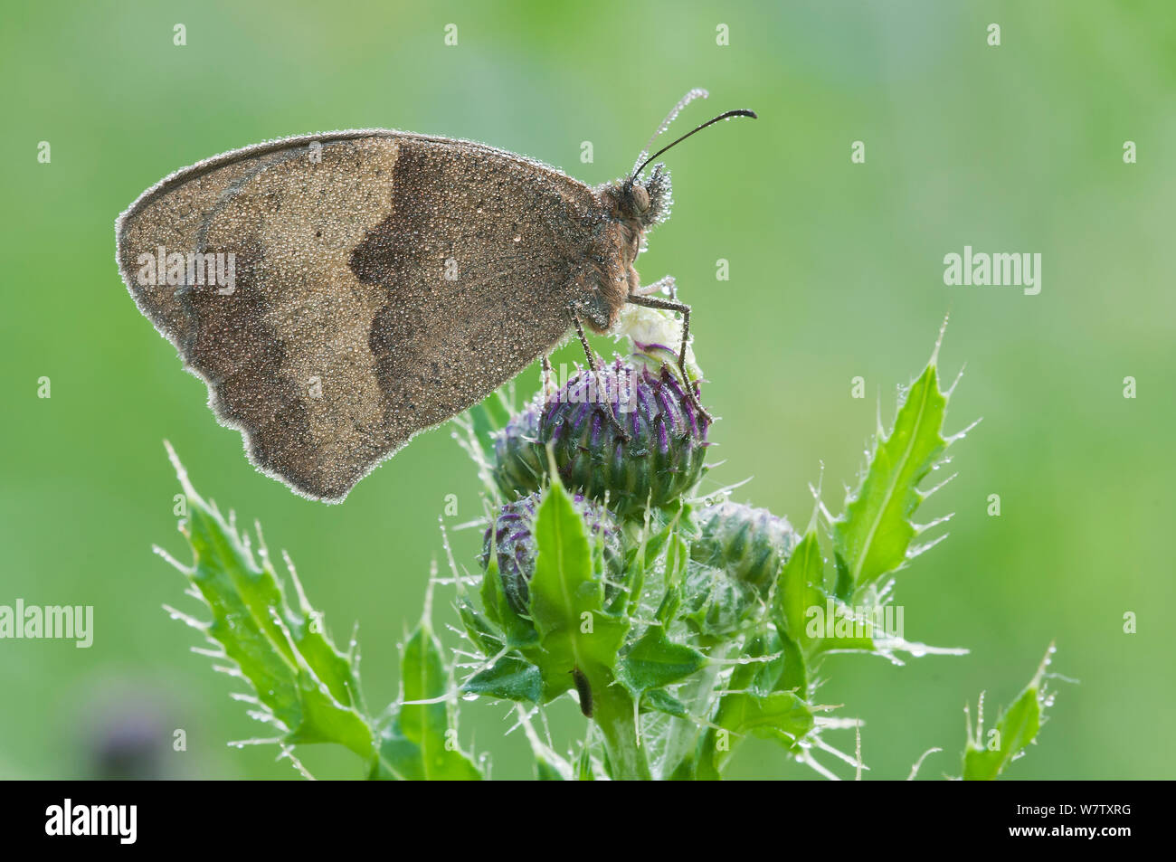 Meadow Brown butterfly (Maniola jurtina) covered in dew, Peerdsbos, Brasschaat, Belgium, July. Stock Photo
