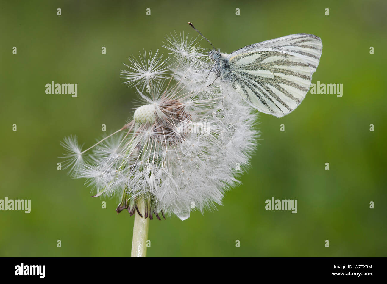 Green-veined White (Pieris napi) on Dandelion seedhead (Taraxacum officinale), Kapellen, Belgium, May. Stock Photo