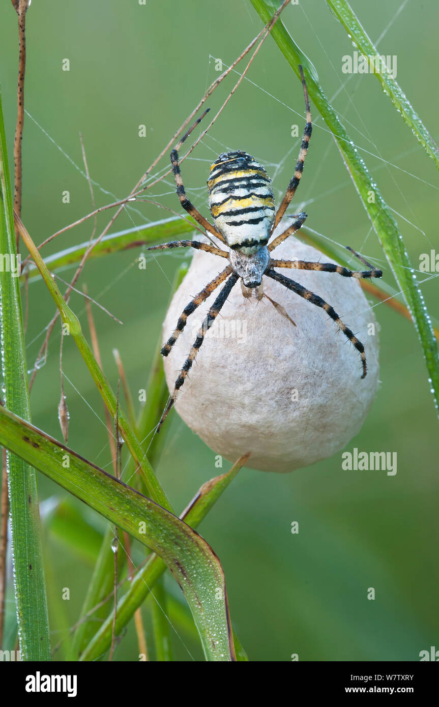 Wasp spider (Argiope bruennichi) with egg sac, Klein Schietveld, Brasschaat, Belgium Stock Photo