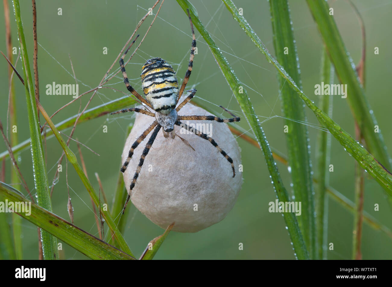 Wasp spider (Argiope bruennichi) with egg sac, Klein Schietveld, Brasschaat, Belgium Stock Photo