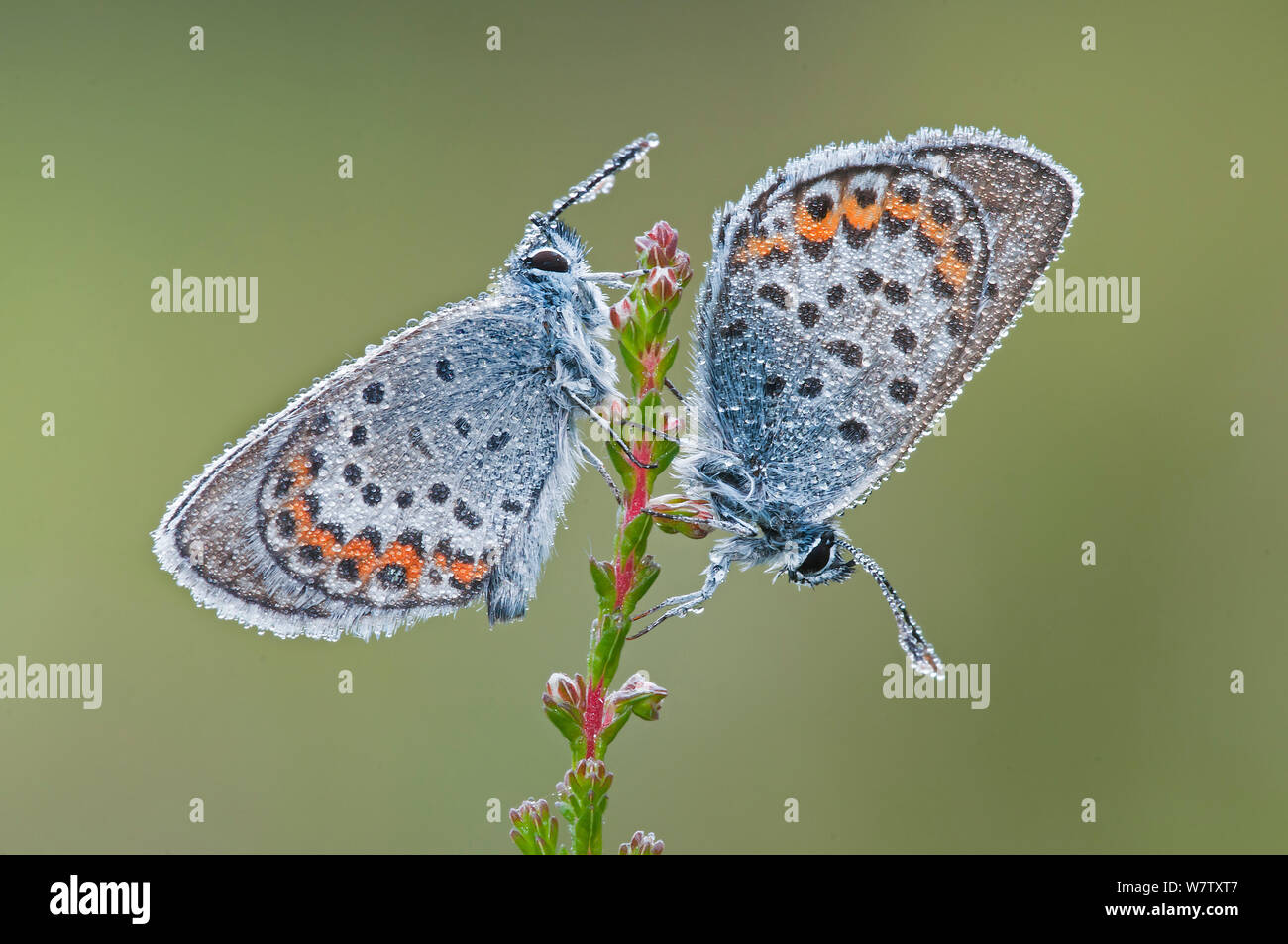 Two Silver studded blue butterflies (Plebejus argus) covered in dew, Klein Schietveld, Brasschaat, Belgium Stock Photo