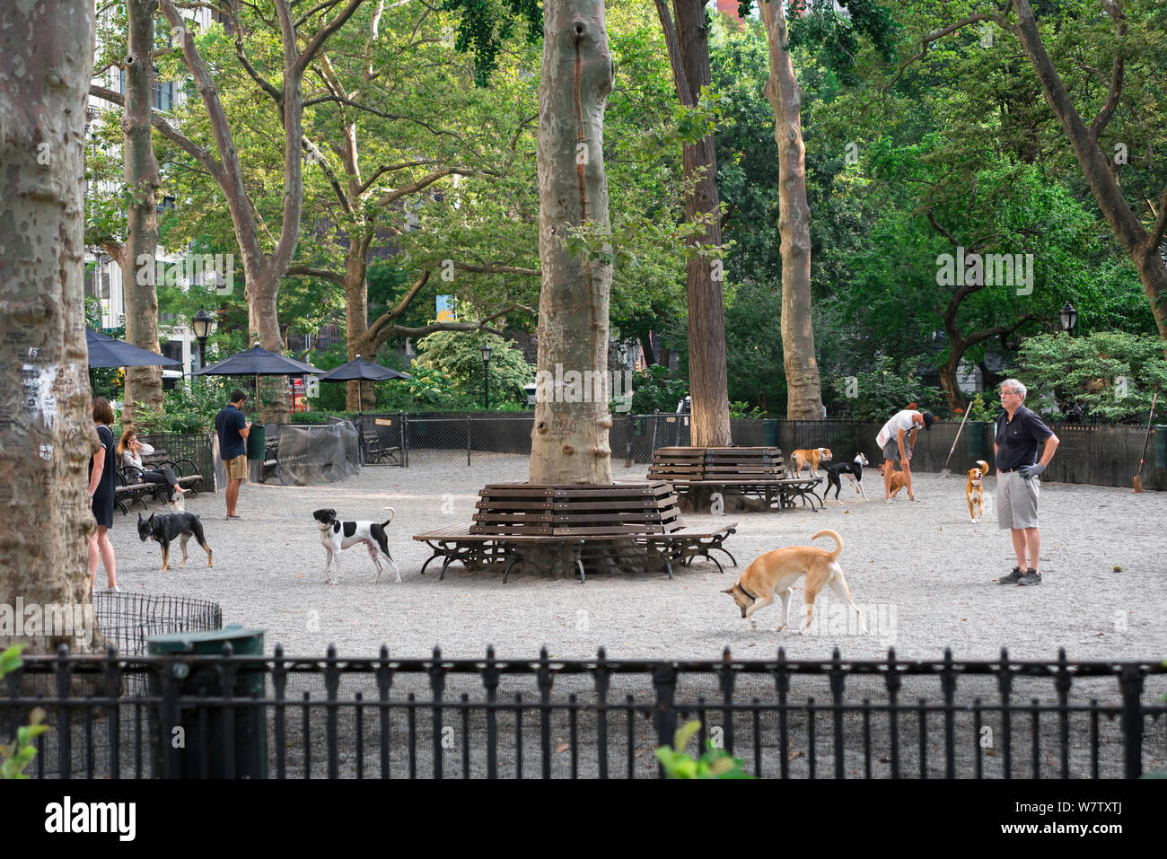 New York dog park, view in summer of dogs and their owners in the