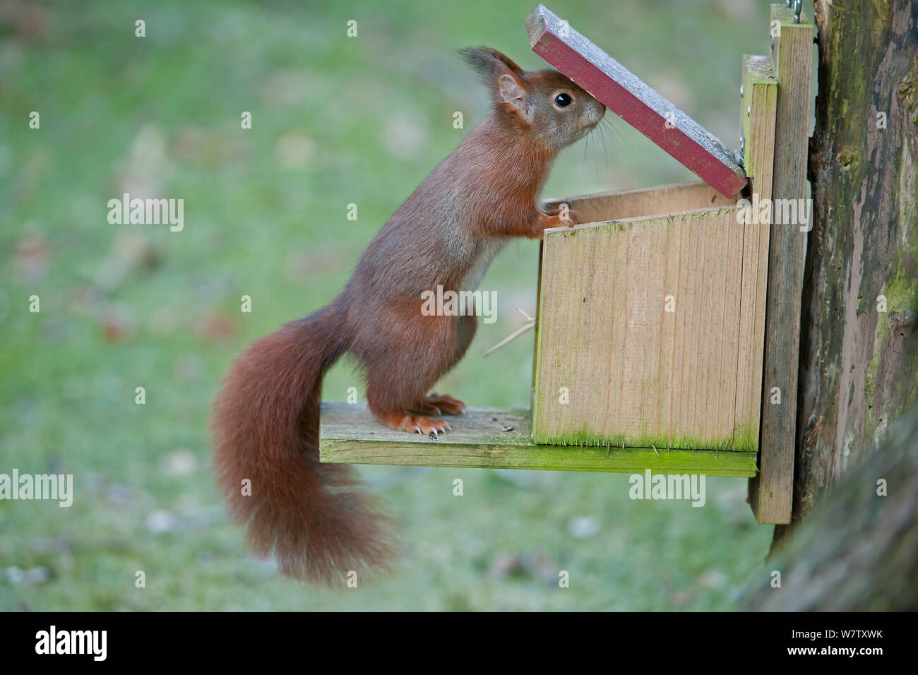 Red Squirrel Sciurus Vulgaris Feeding From Squirrel Feeder