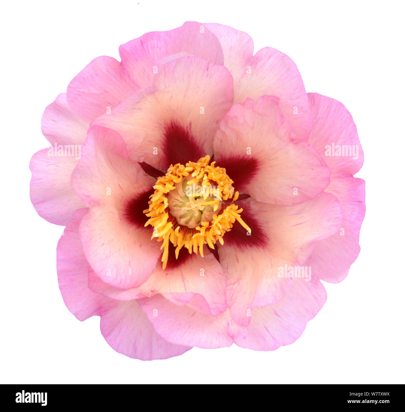 beautiful peony flower isolated on white background Stock Photo - Alamy