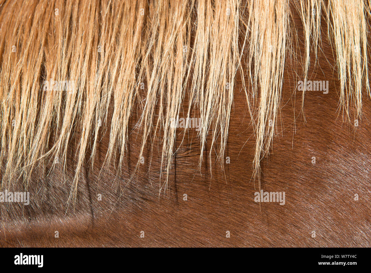 Horse hair on the mane of a Quarter horse, Shell, Bighorn Basin, Wyoming, USA, October. Stock Photo